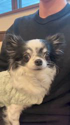 学原里緒ブリーダーからお迎えしたチワワ(ロング)：ペコちゃん