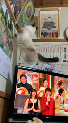 吉岡寿美子ブリーダーからお迎えしたラグドール：そらくん