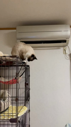 吉岡寿美子ブリーダーからお迎えしたラグドール：そらくん