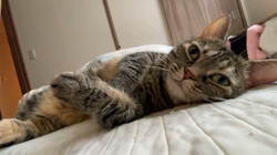 渡辺恭子ブリーダーからお迎えしたマンチカン：柚子ちゃん