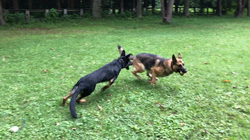 奥山諒ブリーダーからお迎えしたジャーマン・シェパード・ドッグ：Phenomくん