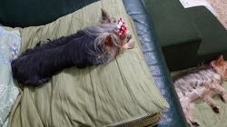 野上百合ブリーダーからお迎えしたヨークシャーテリア：リリーちゃん