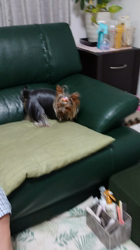 野上百合ブリーダーからお迎えしたヨークシャーテリア：リリーちゃん