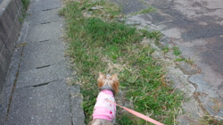 野上百合ブリーダーからお迎えしたヨークシャーテリア：リリーちゃん