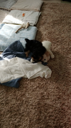 谷本マリ子ブリーダーからお迎えしたヨークシャーテリア：マリンちゃん