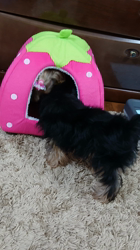 谷本マリ子ブリーダーからお迎えしたヨークシャーテリア：マリンちゃん