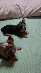 谷本マリ子ブリーダーからお迎えしたヨークシャーテリア：マリンちゃん