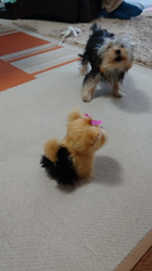 谷本マリ子ブリーダーからお迎えしたヨークシャーテリア：マリンちゃん