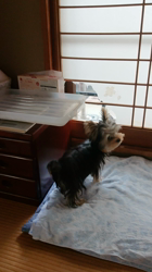 谷本マリ子ブリーダーからお迎えしたヨークシャーテリア：マリンちゃん