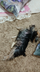 谷本マリ子ブリーダーからお迎えしたヨークシャーテリア：マリンちゃん