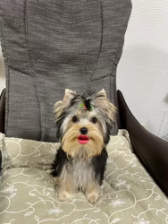 谷本マリ子ブリーダーからお迎えしたヨークシャーテリア：マリンちゃん