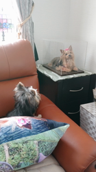 谷本マリ子ブリーダーからお迎えしたヨークシャーテリア：マリンちゃん