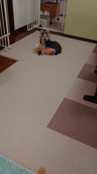 谷本マリ子ブリーダーからお迎えしたヨークシャーテリア：マリンちゃん