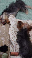 谷本マリ子ブリーダーからお迎えしたヨークシャーテリア：マリンちゃん