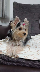 谷本マリ子ブリーダーからお迎えしたヨークシャーテリア：マリンちゃん