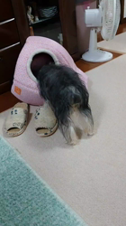 谷本マリ子ブリーダーからお迎えしたヨークシャーテリア：マリンちゃん