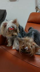 谷本マリ子ブリーダーからお迎えしたヨークシャーテリア：マリンちゃん