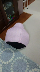 谷本マリ子ブリーダーからお迎えしたヨークシャーテリア：マリンちゃん