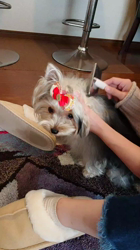 谷本マリ子ブリーダーからお迎えしたヨークシャーテリア：マリンちゃん