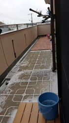 谷本マリ子ブリーダーからお迎えしたヨークシャーテリア：マリンちゃん