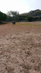 谷本マリ子ブリーダーからお迎えしたヨークシャーテリア：マリンちゃん