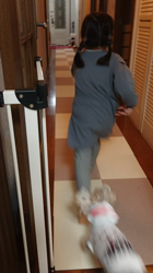 谷本マリ子ブリーダーからお迎えしたヨークシャーテリア：マリンちゃん