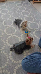 谷本マリ子ブリーダーからお迎えしたヨークシャーテリア：マリンちゃん