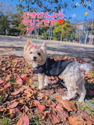 谷本マリ子ブリーダーからお迎えしたヨークシャーテリア：マリンちゃん