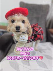 谷本マリ子ブリーダーからお迎えしたヨークシャーテリア：マリンちゃん