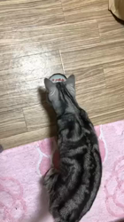 清洋一ブリーダーからお迎えしたアメリカンショートヘア：ギンくん