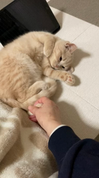 小林美穂ブリーダーからお迎えしたブリティッシュショートヘア：てんくん