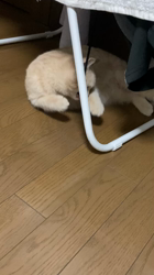小林美穂ブリーダーからお迎えしたブリティッシュショートヘア：てんくん