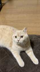小林美穂ブリーダーからお迎えしたブリティッシュショートヘア：てんくん