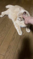 小林美穂ブリーダーからお迎えしたブリティッシュショートヘア：てんくん
