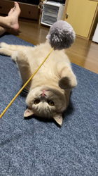 小林美穂ブリーダーからお迎えしたブリティッシュショートヘア：てんくん