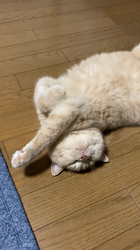 小林美穂ブリーダーからお迎えしたブリティッシュショートヘア：てんくん