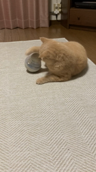 小林美穂ブリーダーからお迎えしたブリティッシュショートヘア：てんくん