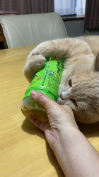 小林美穂ブリーダーからお迎えしたブリティッシュショートヘア：てんくん