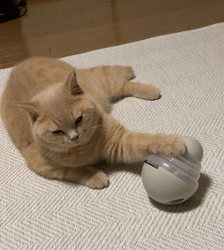 小林美穂ブリーダーからお迎えしたブリティッシュショートヘア：てんくん
