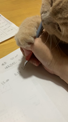小林美穂ブリーダーからお迎えしたブリティッシュショートヘア：てんくん
