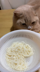 小林美穂ブリーダーからお迎えしたブリティッシュショートヘア：てんくん