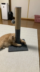 小林美穂ブリーダーからお迎えしたブリティッシュショートヘア：てんくん