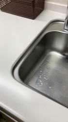 小林美穂ブリーダーからお迎えしたブリティッシュショートヘア：てんくん