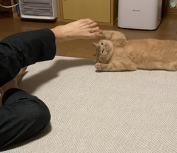 小林美穂ブリーダーからお迎えしたブリティッシュショートヘア：てんくん