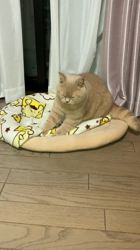 小林美穂ブリーダーからお迎えしたブリティッシュショートヘア：てんくん