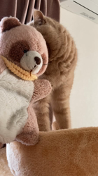 小林美穂ブリーダーからお迎えしたブリティッシュショートヘア：てんくん