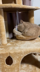 小林美穂ブリーダーからお迎えしたブリティッシュショートヘア：てんくん