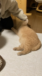 小林美穂ブリーダーからお迎えしたブリティッシュショートヘア：てんくん