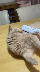 小林美穂ブリーダーからお迎えしたブリティッシュショートヘア：てんくん