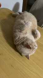 小林美穂ブリーダーからお迎えしたブリティッシュショートヘア：てんくん